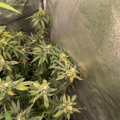 Gorilla Glue 🦍🤏🏻 (Zamnesia) growlog timeline photo