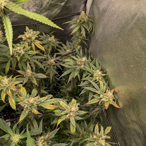 Gorilla Glue 🦍🤏🏻 (Zamnesia) growlog timeline photo