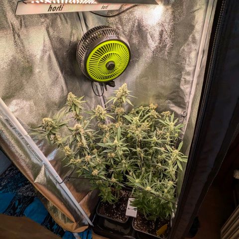 Gorilla Glue 🦍🤏🏻 (Zamnesia) growlog timeline photo