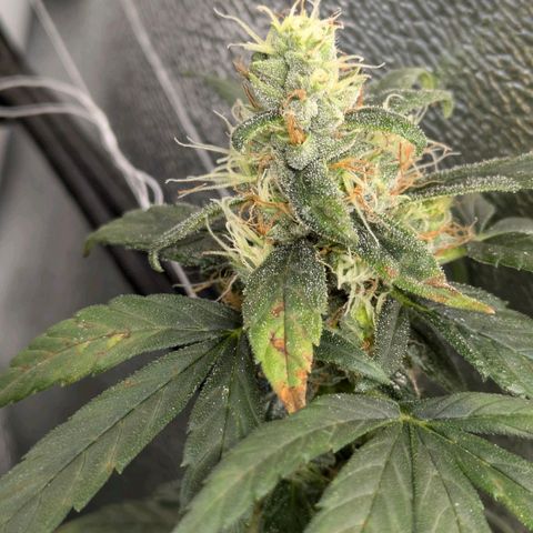 Gorilla Glue 🦍🤏🏻 (Zamnesia) growlog timeline photo