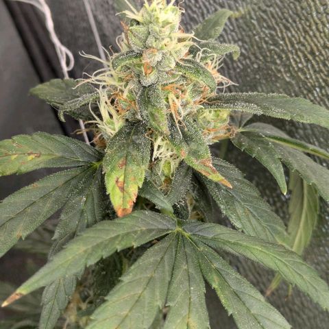Gorilla Glue 🦍🤏🏻 (Zamnesia) growlog timeline photo