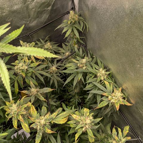 Gorilla Glue 🦍🤏🏻 (Zamnesia) growlog timeline photo