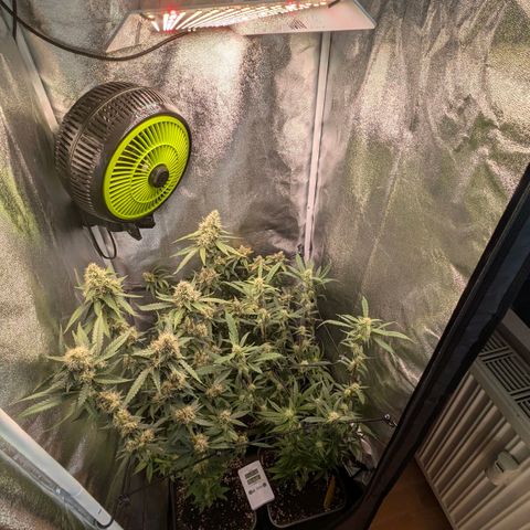 Gorilla Glue 🦍🤏🏻 (Zamnesia) growlog timeline photo