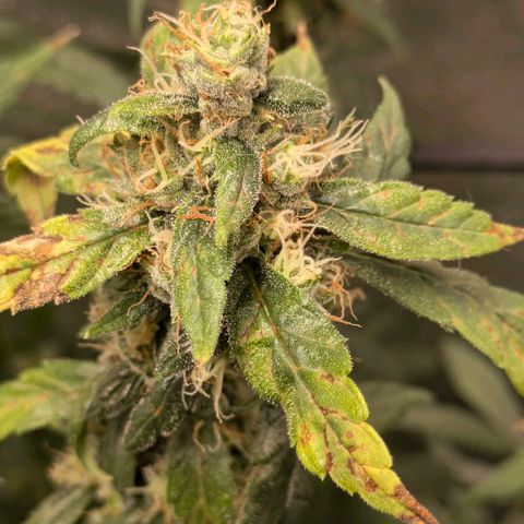 Gorilla Glue 🦍🤏🏻 (Zamnesia) growlog timeline photo