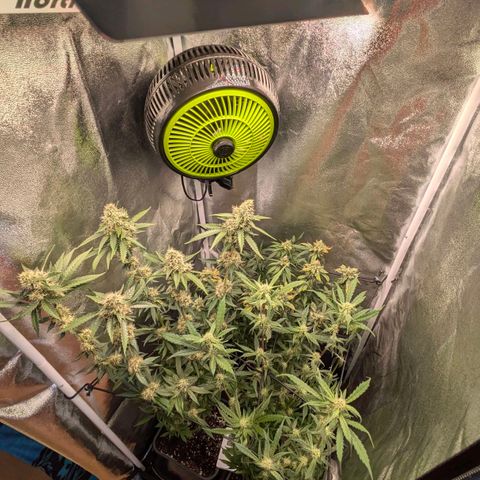 Gorilla Glue 🦍🤏🏻 (Zamnesia) growlog timeline photo