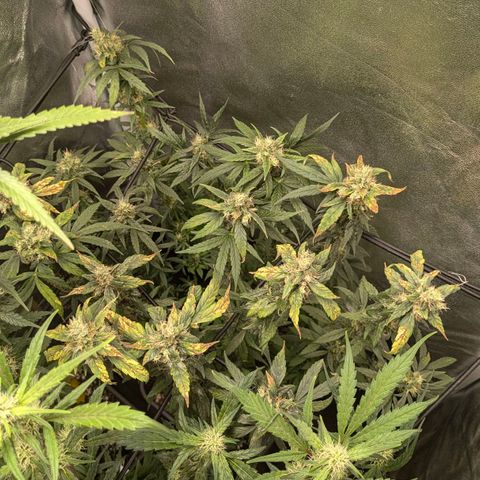 Gorilla Glue 🦍🤏🏻 (Zamnesia) growlog timeline photo