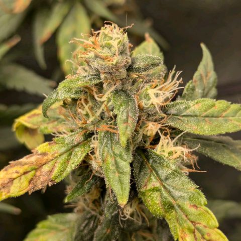 Gorilla Glue 🦍🤏🏻 (Zamnesia) growlog timeline photo