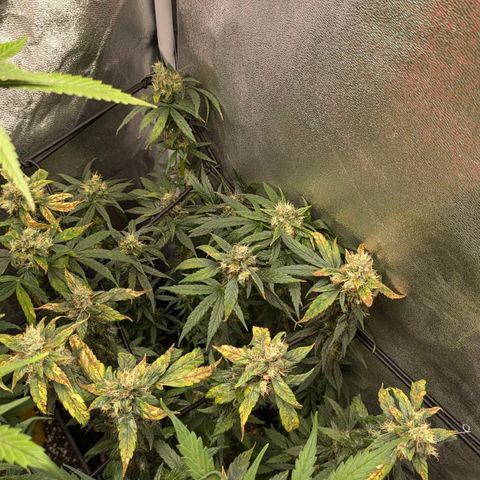 Gorilla Glue 🦍🤏🏻 (Zamnesia) growlog timeline photo