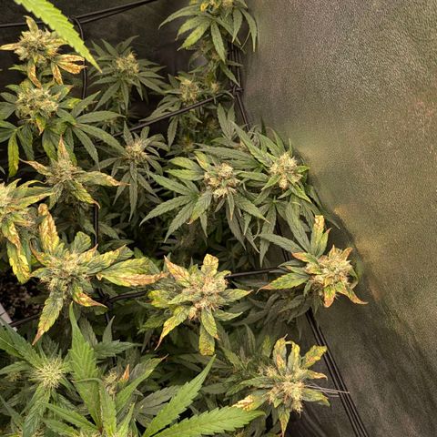 Gorilla Glue 🦍🤏🏻 (Zamnesia) growlog timeline photo