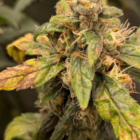 Gorilla Glue 🦍🤏🏻 (Zamnesia) growlog timeline photo