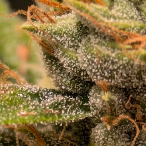 Gorilla Glue 🦍🤏🏻 (Zamnesia) growlog timeline photo