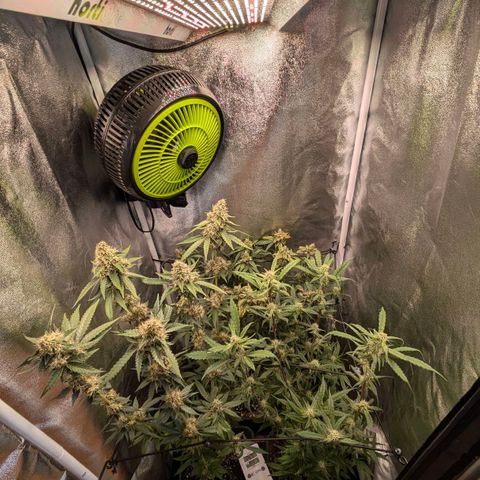 Gorilla Glue 🦍🤏🏻 (Zamnesia) growlog timeline photo