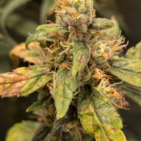 Gorilla Glue 🦍🤏🏻 (Zamnesia) growlog timeline photo