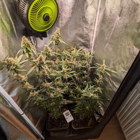 Gorilla Glue 🦍🤏🏻 (Zamnesia) growlog timeline photo