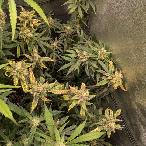 Gorilla Glue 🦍🤏🏻 (Zamnesia) growlog timeline photo
