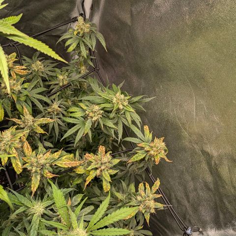 Gorilla Glue 🦍🤏🏻 (Zamnesia) growlog timeline photo