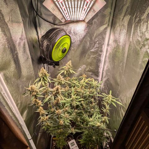 Gorilla Glue 🦍🤏🏻 (Zamnesia) growlog timeline photo