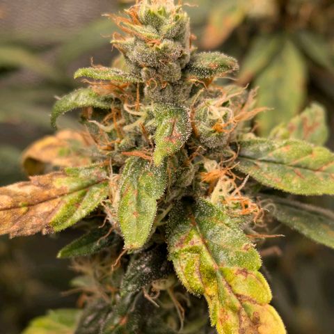 Gorilla Glue 🦍🤏🏻 (Zamnesia) growlog timeline photo