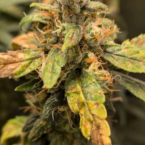 Gorilla Glue 🦍🤏🏻 (Zamnesia) growlog timeline photo