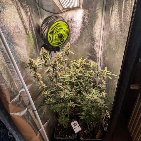 Gorilla Glue 🦍🤏🏻 (Zamnesia) growlog timeline photo