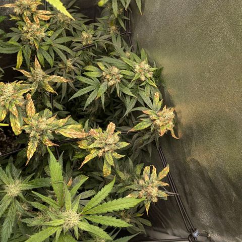 Gorilla Glue 🦍🤏🏻 (Zamnesia) growlog timeline photo