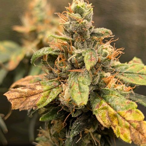 Gorilla Glue 🦍🤏🏻 (Zamnesia) growlog timeline photo