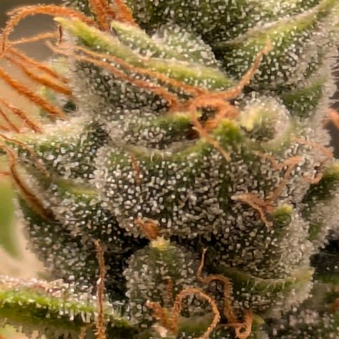 Gorilla Glue 🦍🤏🏻 (Zamnesia) growlog timeline photo