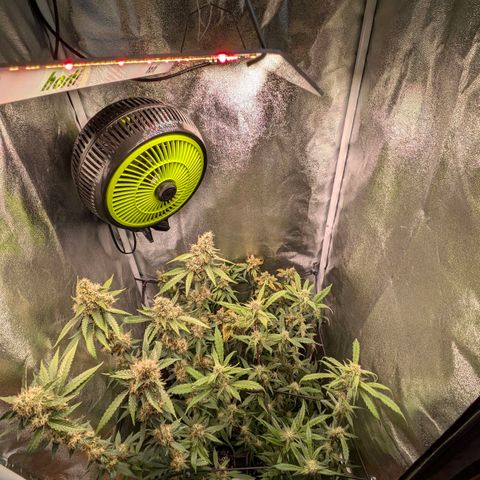 Gorilla Glue 🦍🤏🏻 (Zamnesia) growlog timeline photo