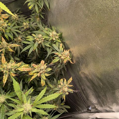 Gorilla Glue 🦍🤏🏻 (Zamnesia) growlog timeline photo