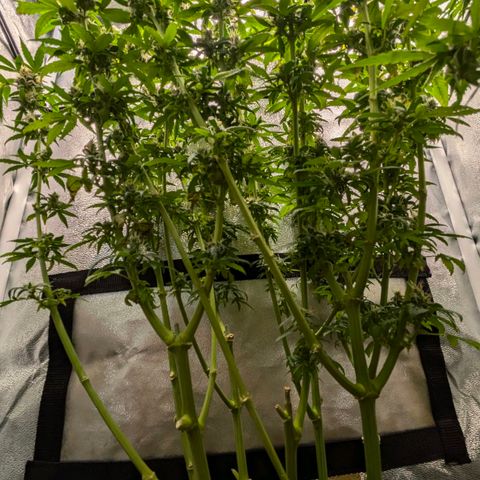 Gorilla Glue 🦍🤏🏻 (Zamnesia) growlog timeline photo