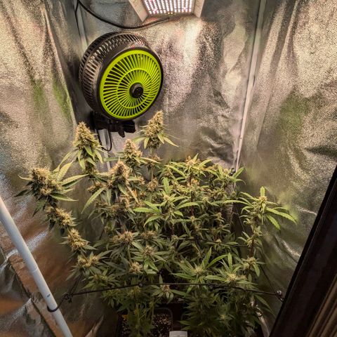 Gorilla Glue 🦍🤏🏻 (Zamnesia) growlog timeline photo
