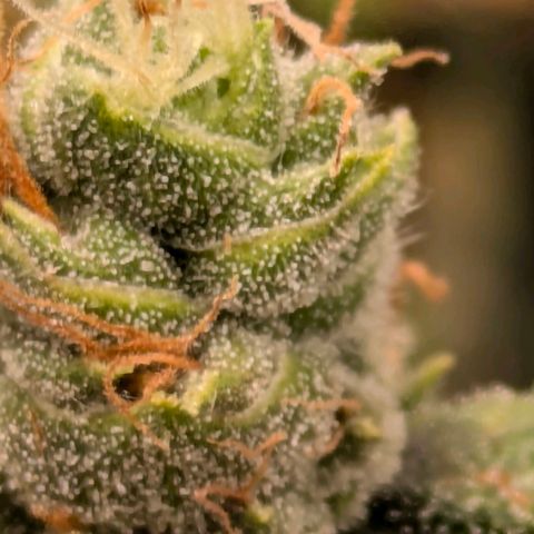 Gorilla Glue 🦍🤏🏻 (Zamnesia) growlog timeline photo