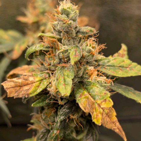 Gorilla Glue 🦍🤏🏻 (Zamnesia) growlog timeline photo