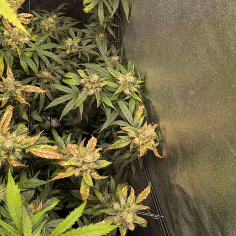 Gorilla Glue 🦍🤏🏻 (Zamnesia) growlog timeline photo