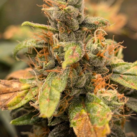 Gorilla Glue 🦍🤏🏻 (Zamnesia) growlog timeline photo
