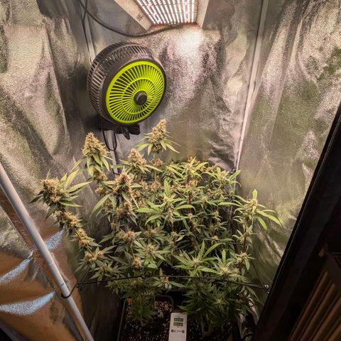 Gorilla Glue 🦍🤏🏻 (Zamnesia) growlog timeline photo