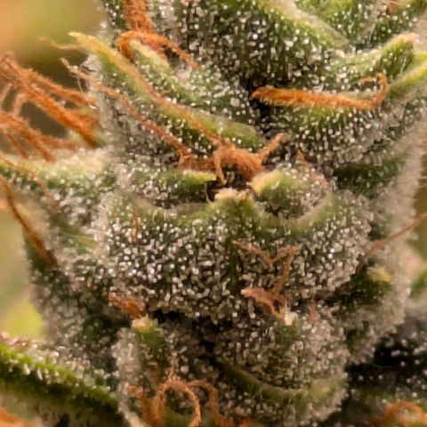Gorilla Glue 🦍🤏🏻 (Zamnesia) growlog timeline photo