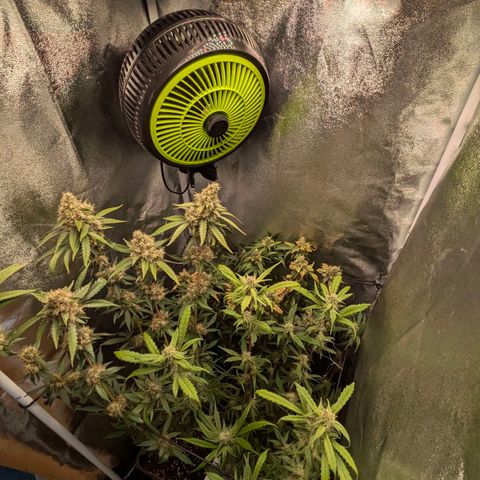 Gorilla Glue 🦍🤏🏻 (Zamnesia) growlog timeline photo