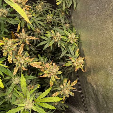 Gorilla Glue 🦍🤏🏻 (Zamnesia) growlog timeline photo