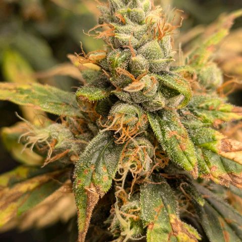 Gorilla Glue 🦍🤏🏻 (Zamnesia) growlog timeline photo