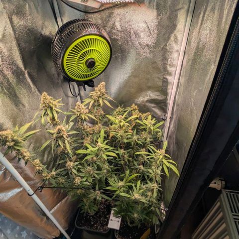 Gorilla Glue 🦍🤏🏻 (Zamnesia) growlog timeline photo