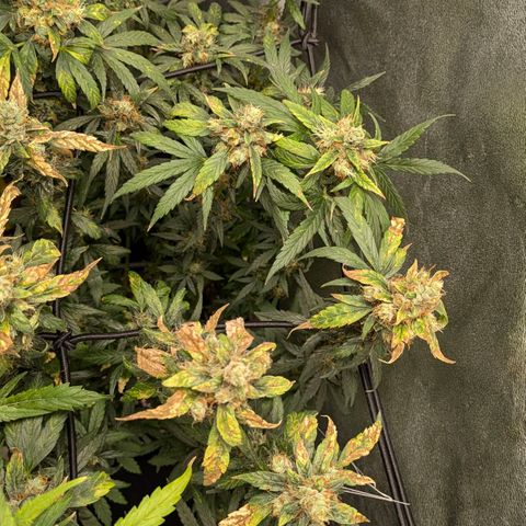 Gorilla Glue 🦍🤏🏻 (Zamnesia) growlog timeline photo