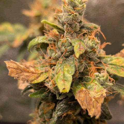 Gorilla Glue 🦍🤏🏻 (Zamnesia) growlog timeline photo