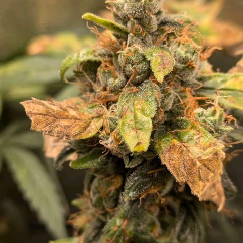 Gorilla Glue 🦍🤏🏻 (Zamnesia) growlog timeline photo