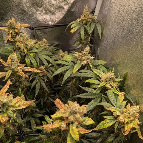 Gorilla Glue 🦍🤏🏻 (Zamnesia) growlog timeline photo