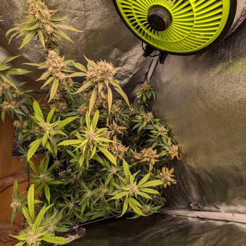 Gorilla Glue 🦍🤏🏻 (Zamnesia) growlog timeline photo