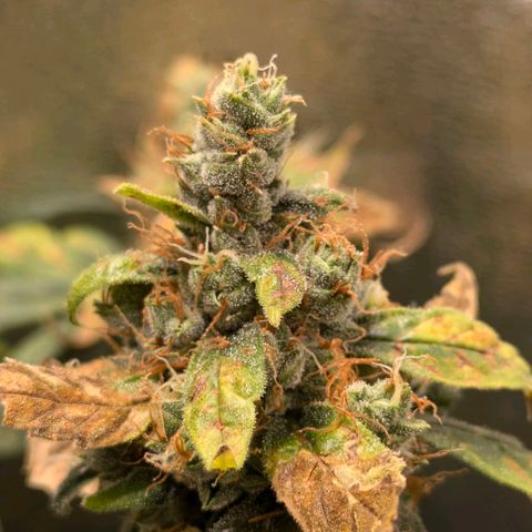 Gorilla Glue 🦍🤏🏻 (Zamnesia) growlog timeline photo