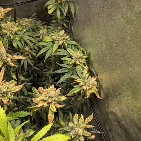 Gorilla Glue 🦍🤏🏻 (Zamnesia) growlog timeline photo