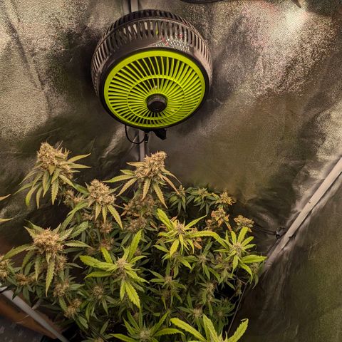 Gorilla Glue 🦍🤏🏻 (Zamnesia) growlog timeline photo