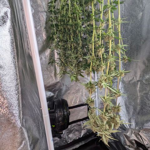 Gorilla Glue 🦍🤏🏻 (Zamnesia) growlog timeline photo